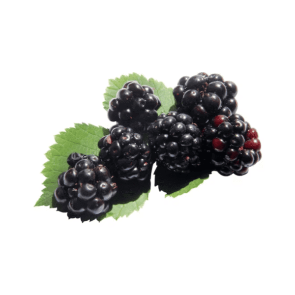 BLACK BERRY - Image 4